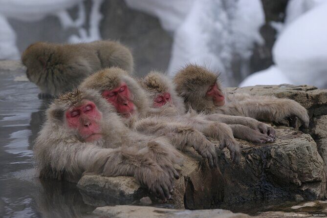 Nagano Snow Monkey 1 Day Tour with Beef Sukiyaki Lunch from Tokyo - Who Will Love This Tour?