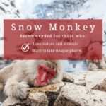 Nagano: Snow Monkeys, Sake Tasting & Zenkoji Private Tour - Why This Tour Offers Great Value