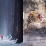 Nagano: Snow Monkeys & Togakushi Shrine Two-Spot in-One Day - Why This Tour Works Well