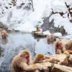 Nagano: Snow Monkeys, Zenko-ji Temple, and Lake Nojiri Tour - Exploring Nagano’s Highlights: An In-Depth Review