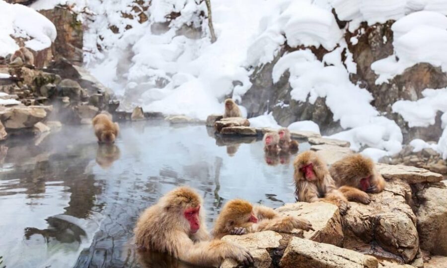 Nagano: Snow Monkeys, Zenko-ji Temple, and Lake Nojiri Tour - Exploring Nagano’s Highlights: An In-Depth Review