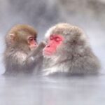 Nagano: Snow Monkeys, Zenkoji Temple & Sake Day Trip - An In-Depth Look at the Nagano Day Trip