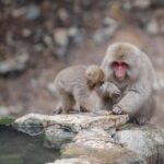 Nagano: Snow Monkeys, Zenkoji Temple & Sake Day Trip - Authentic Experiences and Practical Considerations