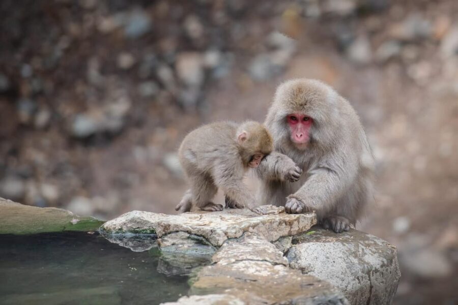 Nagano: Snow Monkeys, Zenkoji Temple & Sake Day Trip - Authentic Experiences and Practical Considerations
