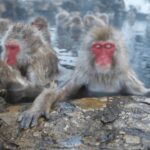 Nagano/Tokyo: Snow Monkey and Zenkoji Temple Private Tour - Who Will Love This Tour?