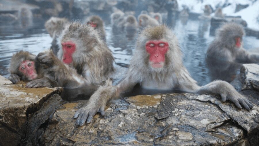 Nagano/Tokyo: Snow Monkey and Zenkoji Temple Private Tour - Who Will Love This Tour?
