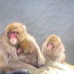 Nagano Winter Special Tour "Snow Monkey and Snowshoe Hiking"!! - A Deep Dive into the Nagano Snow Monkey & Snowshoe Tour