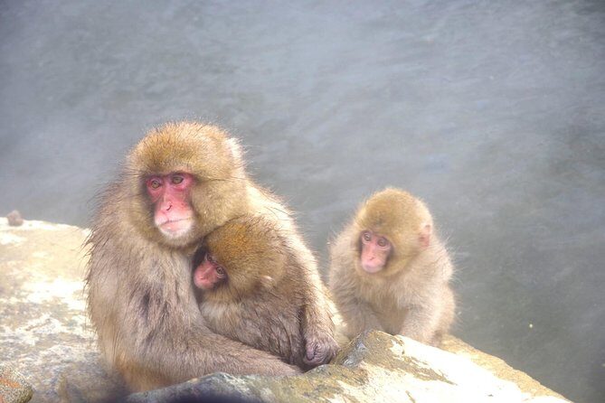 Nagano Winter Special Tour "Snow Monkey and Snowshoe Hiking"!! - A Deep Dive into the Nagano Snow Monkey & Snowshoe Tour
