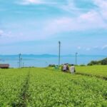 Nagasaki: Explore Japanese Teas on a Tea Tour - What to Expect at Each Stop