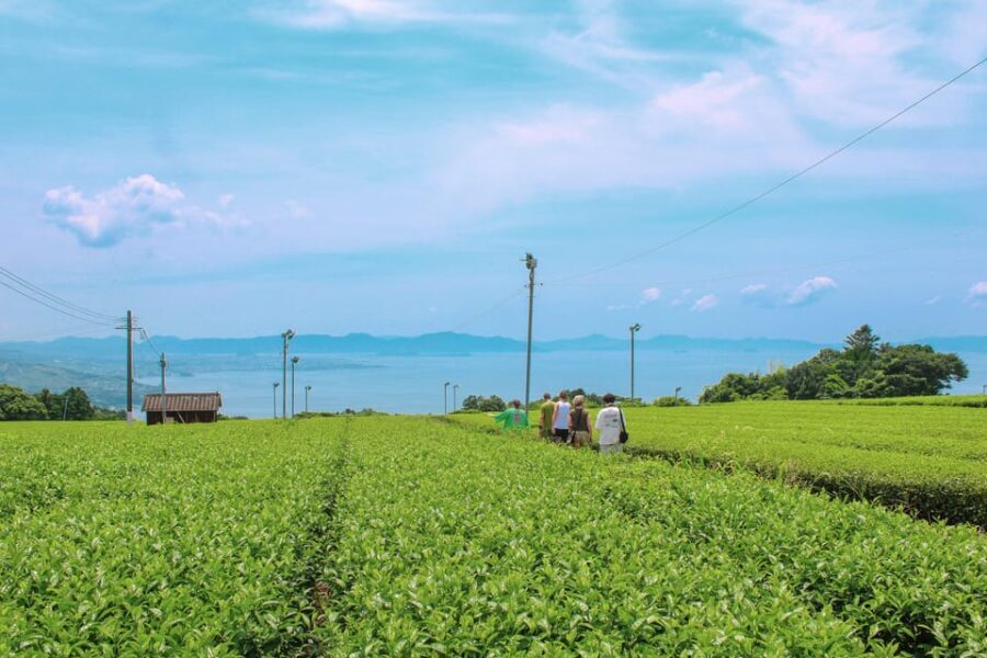 Nagasaki: Explore Japanese Teas on a Tea Tour - What to Expect at Each Stop