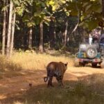 Nagpur: Pench Tiger Safari Tour with 1 Night Accommodation - Practical Considerations