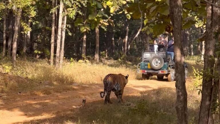 Nagpur: Pench Tiger Safari Tour with 1 Night Accommodation - Practical Considerations
