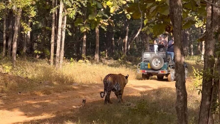 Nagpur: Pench Tiger Safari Tour with 1 Night Accommodation - Practical Considerations
