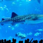 Naha: North Okinawa Sightseeing Tour & Churaumi Aquarium - The Itinerary in Detail: What You Can Expect