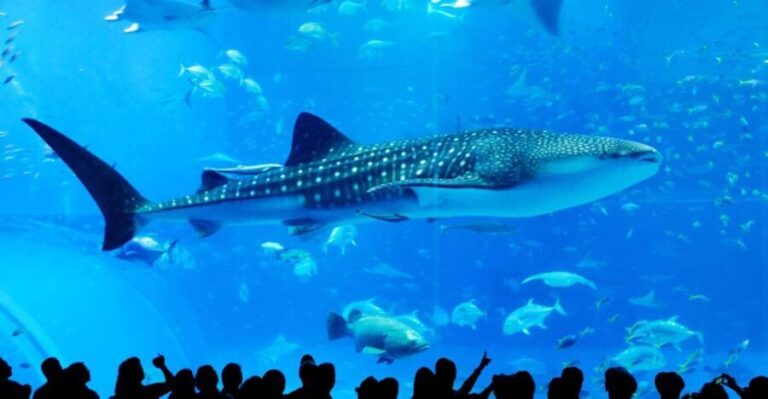 Naha: North Okinawa Sightseeing Tour & Churaumi Aquarium - The Itinerary in Detail: What You Can Expect