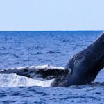 Naha, Okinawa: Kerama Islands Half-Day Whale Watching Tour - What to Expect on the Tour