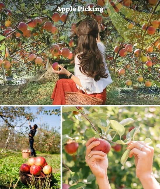 Nami Island, Apple Picking & Railbike Day Trip from Seoul - The Practical Details