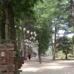 Nami Island& Petite France& Garden of Morning Calm& Italian Village One-Day Tour - Transportation & Group Dynamics