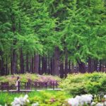 Nami Island & Petite France with Italian Village One-Day Tour - Who Will Love This Tour?