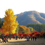 Nami & Maple Road & Theatre des Lumieres Day Tour from Seoul - Who Will Appreciate This Tour?