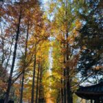 Nami+Alpaca+Garden of Morning Calm (+Rail Bike Option) - What Makes This Tour Stand Out