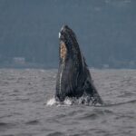 Nanaimo Private Whale Watching - Final Thoughts
