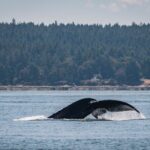 Nanaimo Whale Watching in a Semi-Covered Boat - Who Is This Tour Best For?