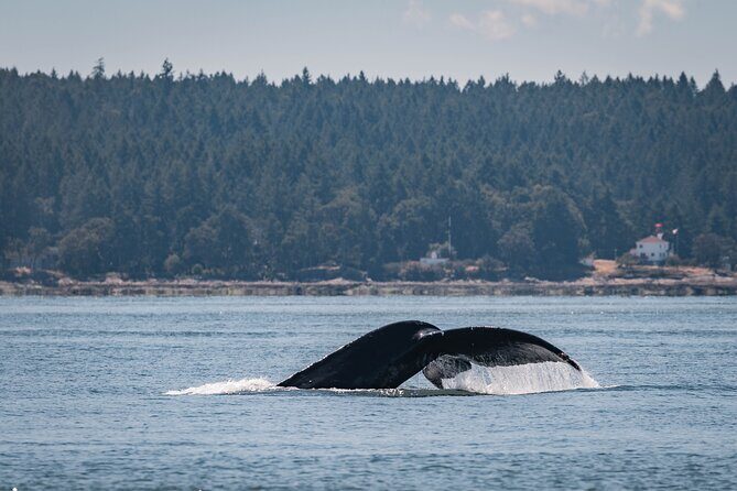 Nanaimo Whale Watching in a Semi-Covered Boat - Who Is This Tour Best For?