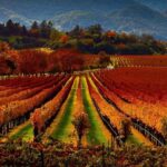 Napa and Sonoma Limo - A Detailed Look at the Napa and Sonoma Limo Tour