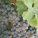 Napa and Sonoma Private Wine Tasting Tour and Luxury Car Service - FAQ