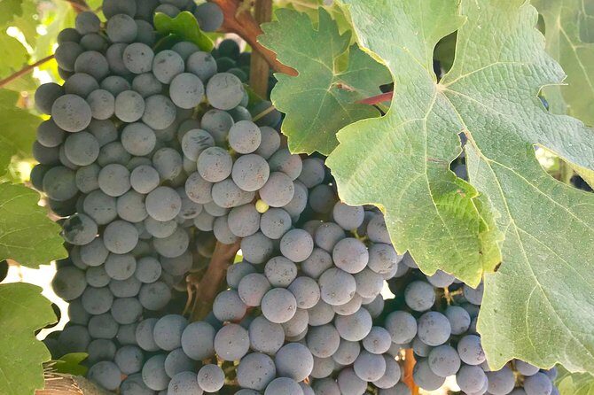 Napa and Sonoma Private Wine Tasting Tour and Luxury Car Service - FAQ