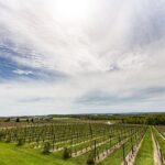 Napa & Sonoma Wine Tour Private Tours 8 to 10 Hours max 14 pax - Why This Tour Stands Out