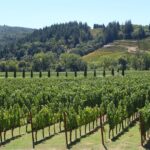 Napa Valley Wine Tasting Tour 6 to 8 Hours max 14 passenger - Final Thoughts: Is This the Right Tour for You?