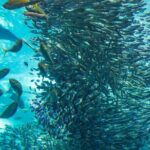 Napaling Sardine Run in Bohol - Who Should Consider This Tour?
