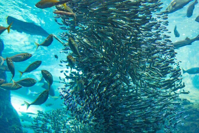 Napaling Sardine Run in Bohol - Who Should Consider This Tour?