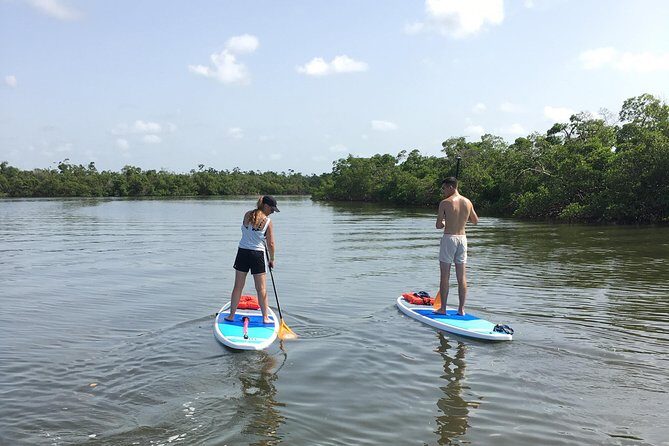 Naples Fl, Paddleboard Mangrove Forest Tour - Analyzing the Value: Price and Experience