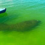 Naples Guided Sunset Kayak Tour Activity - Why We Think This Tour Is Worth It