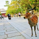 Nara attractive tour with local guide (4hours) - Key Points