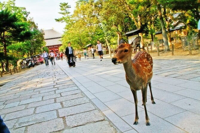 Nara Attractive Tour - FAQ