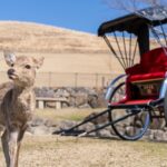 Nara: Cultural Heritage Tour by Rickshaw - Who Will Love This Tour?