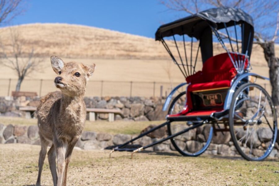 Nara: Cultural Heritage Tour by Rickshaw - Who Will Love This Tour?