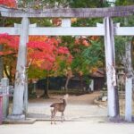 Nara Day Trip from Kyoto with a Local: Private & Personalized - What Sets This Tour Apart?
