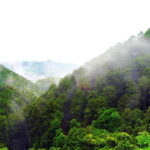 Nara: Discover a Giant Stone Buddha in the Forest Hills - The Highlight: The Giant Stone Buddha