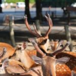 Nara Early Bird Tour (Kyoto Departure Option Available) - Practical Tips for the Tour