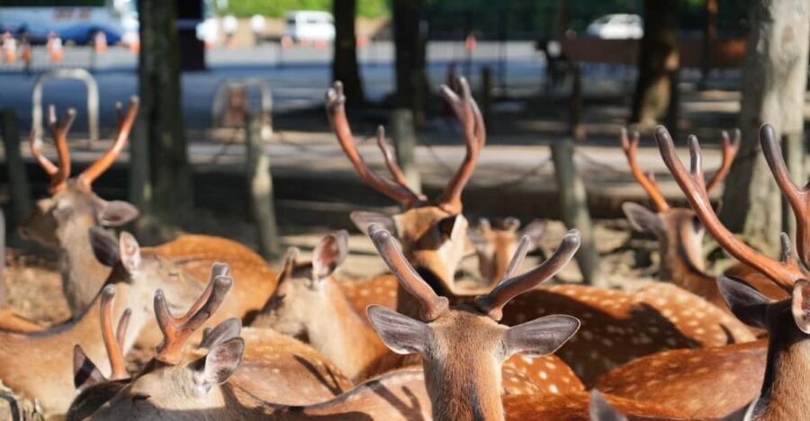 Nara Early Bird Tour (Kyoto Departure Option Available) - Practical Tips for the Tour