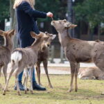 Nara: Enjoy the Highlights of Nara in 3 Hours - What Makes This Tour Stand Out?