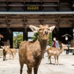 Nara Heritage Walkabout from Nara Park to Todaji-ji temple - Final Thoughts