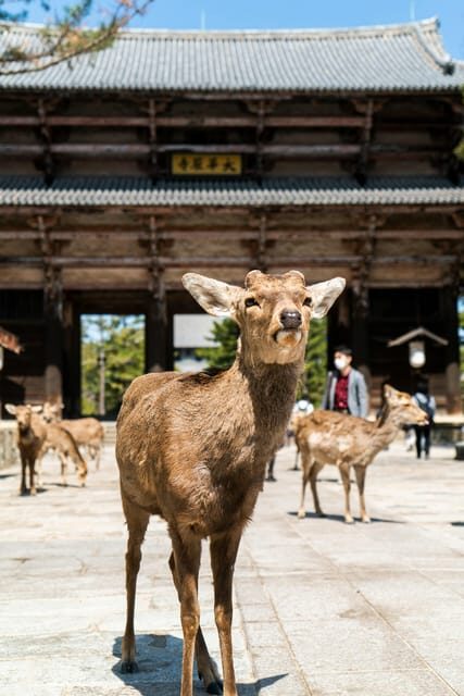 Nara Heritage Walkabout from Nara Park to Todaji-ji temple - Final Thoughts