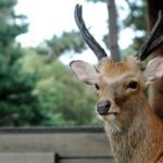 Nara Highlight Private Walking Tour with Licensed Guide - The Sum Up: Why Choose This Nara Private Walking Tour?