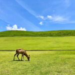 Nara: Hike Mt. Wakakusa and Encounter Wild Free-Roaming Deer - FAQ